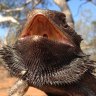 How cracking the sex-change code in bearded dragons could help them survive