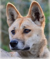 A proposal to study the DNA of Sandy the desert dingo has won The World's Most Interesting Genome Competition.