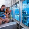Port Lincoln, South Australia: Where to safely dive with great white sharks without getting wet