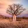 Boab trees in Western Australia: The mystery behind the oldest living thing in Australia 