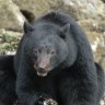 Some of the crabs the bears eat from under the rocks are as small as pieces of popcorn.