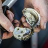 Sydney Rock Oysters: Why one tasty Australian oyster has a natural advantage