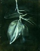 James Tylor, <i>Terra Botanica I (grevillea banksii)</i>, Tarrawarra Biennial 2016