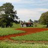The rich red soil of Dorrigo.