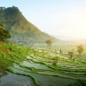 Bali, rice paddies
