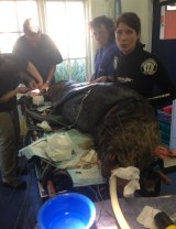 The rescue team at Melbourne Zoo disentangle Salvatore the Australian fur seal and treat his wounds in October 2014. 