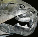 The large Dunkleosteus fish, which became extinct during the Devonian Period.