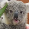 Baby koala’s new home comes with teddy bears to cuddle