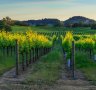 Sunset in the vineyards of Nappa Valley, California.