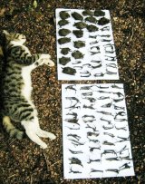 War On Feral Cats Australia Aims To Cull 2 Million