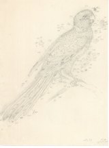  Barnardius zonarious (Port Lincoln ringneck, Psittaculidae), field drawing by Ferdinand Bauer.