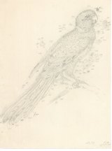 Forgotten Artist Ferdinand Bauer S Natural History Drawings Come