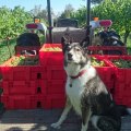 Mollie the wine dog is hosting?a party at Murrumbateman Winery to celebrate her second vintage - a sauvignon blanc. The Canberra Times.?23 August 2016.?