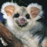Scientists warn greater glider faces extinction and want it protected from logging