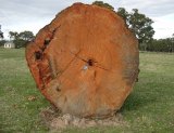 Cross section of a large old native tree that was felled to duplicate the Western Highway between Beaufort and Ararat, with iPhone resting in the trunk to provide a sense of scale.