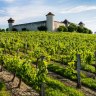 Vineyard in Bordeaux.