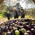 Stephanie Alexander and Altona Meadows Primary School students grade four students (L-R) Marcia Wilson, Connor Ebsworth and Lachlan Marshall pick olives at Rose Creek Estate in Keilor East. 