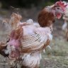 Two injured battery hens rescued from a caged egg farm in NSW.