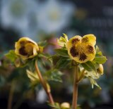 Peter Leigh says the growth patterns of hellebores ''are the complete opposite of most plants''.