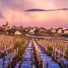 A vineyard in snow, Chisinau, Moldova.