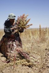 Diet staple: A woman harvests quinoa plants on a field in Tarmaya, 120km south of La Paz.