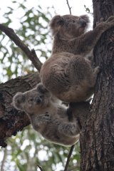 On the move: Some koalas have been found to react to the noise from the nearby festival.