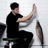 Modern-day codfather: Charcoal Fish chef Josh Niland in his Rose Bay restaurant.