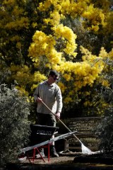 Dan Marges under Acacia covenyi wattle in Canberra.