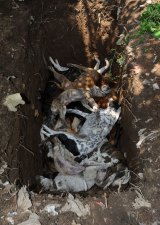 Dog corpses being thrown into a pit.