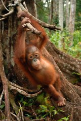 Illegal logging threatens most most remaining orangutan populations in Indonesia.
