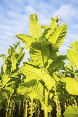 A tobacco plant: Some think it's time to de-demonise nicotine.
