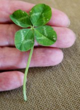 Four-leaf clovers are about one in 10,000.
