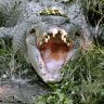 Minister, we need to cull crocodiles before they kill Queensland tourism