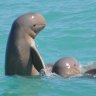 This Dampier Peninsula is home to the Australian snubfin dolphin, a species largely unknown – even among those who live here.