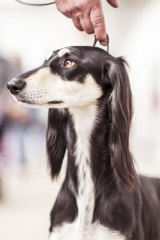 A saluki at the Royal Melbourne: there are cross-currents of  resentment and spite, schadenfreude and jealousy.