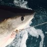 Drum lines catch more sharks than nets do: new Department of Primary Industries data