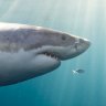 Great white sharks are still protected species 