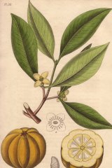 Garcinia Cambogia is the former scientific name of a native Southeast Asian plant, as shown in this handcoloured botanical illustration from John Stephenson and James Morss Churchill's Medical Botany.