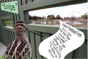A Latham's Snipe gives feedback on a Canberra birdwatching hide named after it. By Geoffrey Dabb.