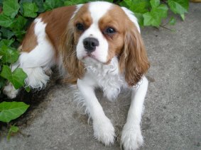 Seven-year-old Cavalier King Charles Spaniel, Chloe, was pushed to the vet in a pram.