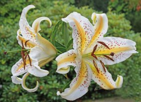 Lilium auratum was a superb find made by Robert Fortune on a journey to the south of Kanagawa in 1861.