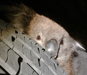 Kelly the Koala was spotted peeking out from the underside of the truck when the driver reached his destination.
