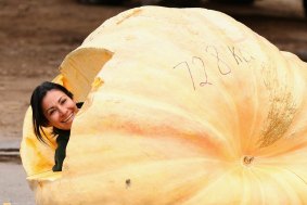 A zoo keeper climbs inside a 728kg giant pumpkin delivered to the elephants enclosure at Taronga Zoo.