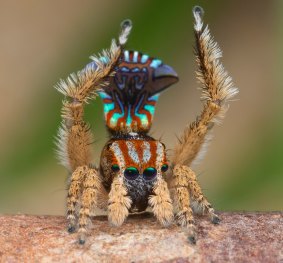 This colourful new species of peacock spider was recently unearthed near Albany.