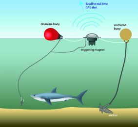 A SMART drum line comprises an anchor and rope, two buoys and a communications unit attached to a trace and a baited hook. When a shark is hooked, an alert is sent to animal managers.