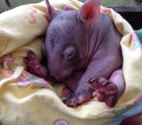 The baby wombat found alive in its mothers pouch after ten wombats were found dead at a campsite.