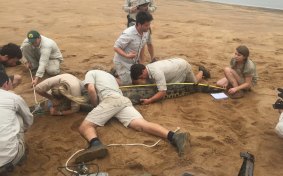 Chandler Powell secures the tail of the crocodile while Bindi Irwin helps measure the animal and Terri Irwin secures the head.
