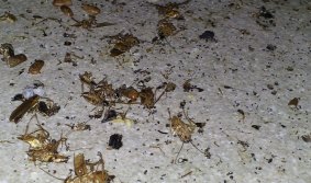 Live and dead cockroaches on the floor of a food business.