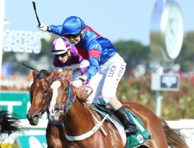 Recovering: Single Gaze could race in the Cox Plate in October if her recovery from severe shoulder bruising goes according to plan.