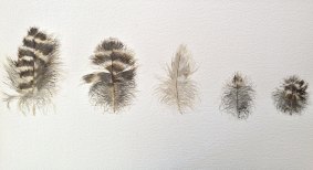 Meg Morton's paintings of Powerful Owl feathers